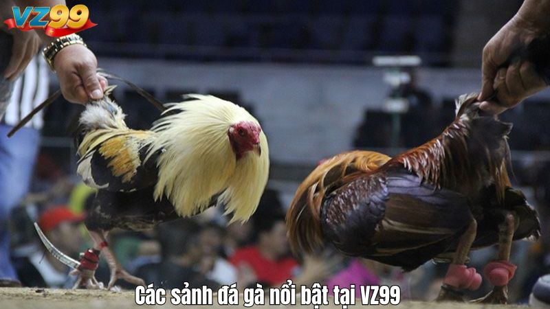 Các sảnh đá gà nổi bật tại VZ99
