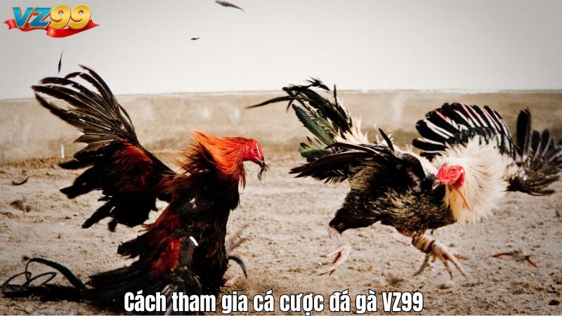 Cách tham gia cá cược đá gà VZ99