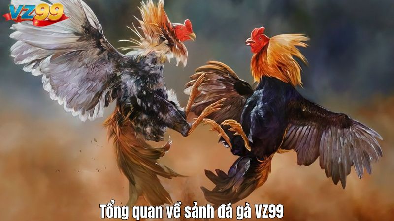 Tổng quan về sảnh đá gà VZ99